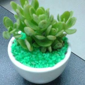 Meet your Posher, Milagros